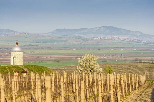 Chapel with vineyard near Velke Bilovice — Stock Photo, Image