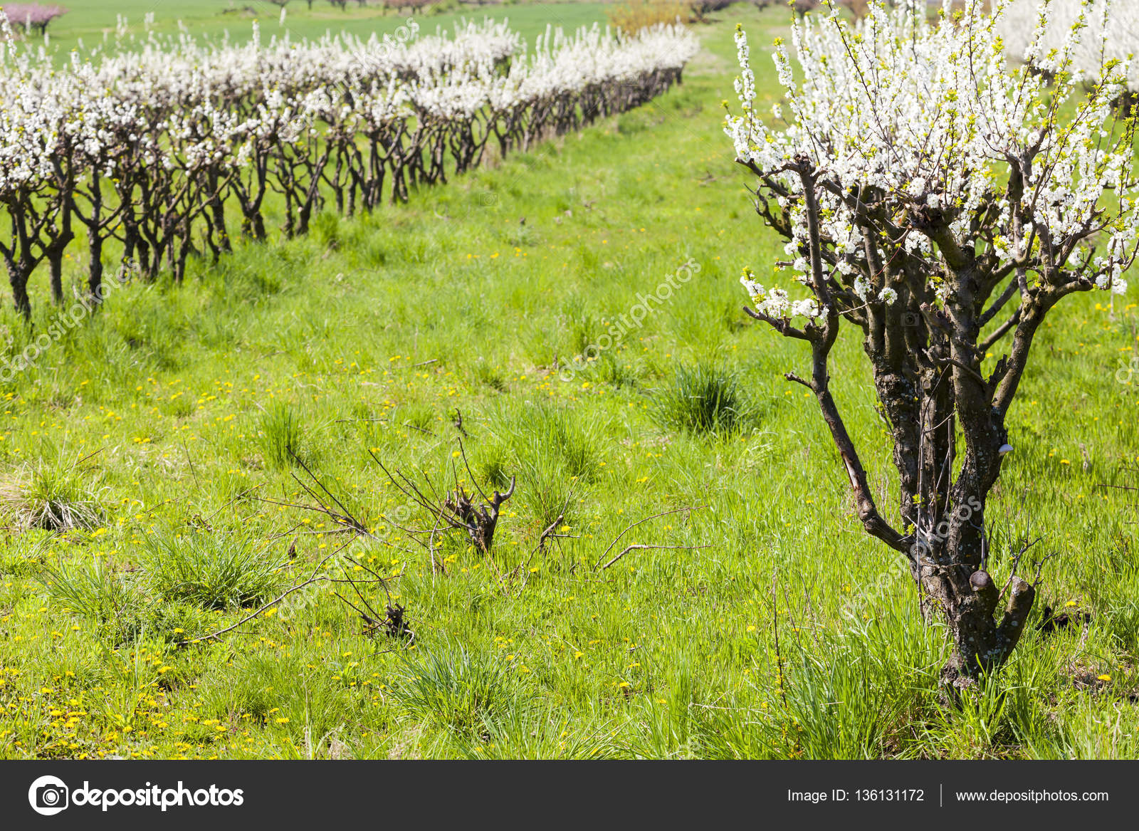 Blooming apricot orchard Stock Photo by ©phb.cz 136131172