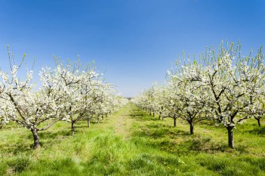 Kayısı orchard çiçeklenme