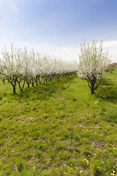 Blooming apricot orchard — Stock Photo, Image