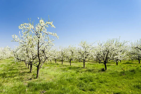 Blooming apricot orchard — Stock Photo, Image