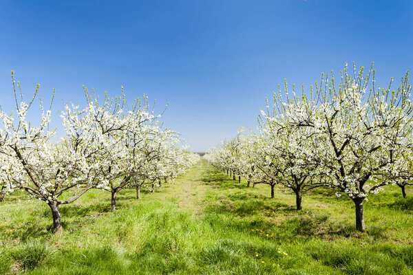 blooming apricot orchard