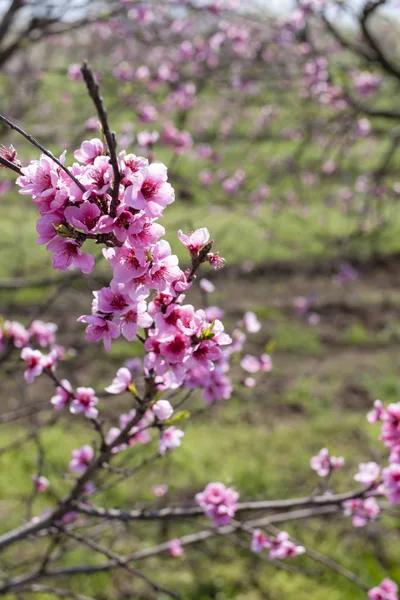 Detail der Blüte Pfirsichbaum — Stockfoto