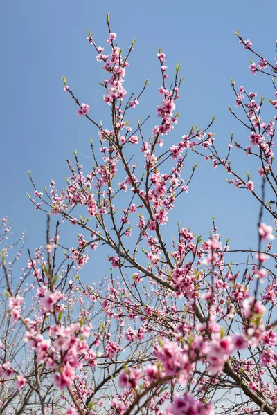 꽃 복숭아 나무의 세부 사항 — 스톡 사진