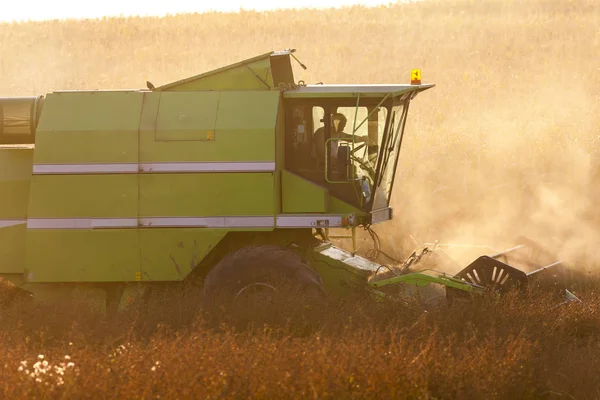 The grain harvest — Stock Photo, Image