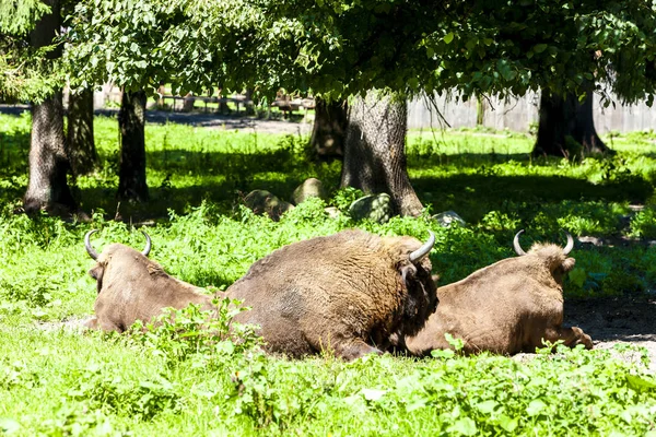Bisons Bialowieski National Park Podlaskie Voivodeship Polonia —  Fotos de Stock
