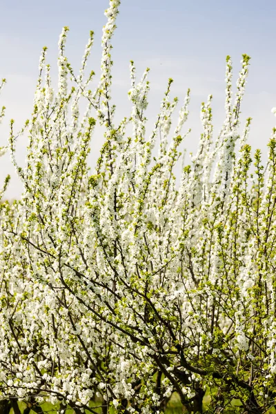 Kwitnący Sad Moreli Wiosnę — Zdjęcie stockowe