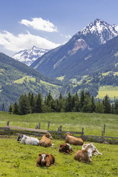 Rebaño de vacas, Schladming Tauern, Austria — Foto de Stock