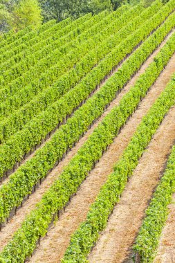 şarap bölgesi Languedoc-Roussillon, Roussillon, F üzüm bağları