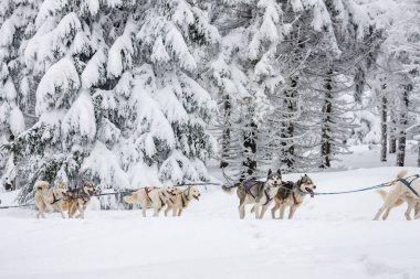 Sedivacek 'in uzun, Çek Cumhuriyeti kızak yarışı