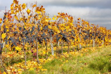 Mavi üzümler Zweigeltrebe, Aşağı Avusturya, Avusturya