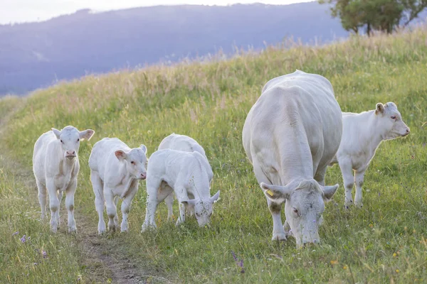 Fehér tehenek, régió Spis, Szlovákia — Stock Fotó