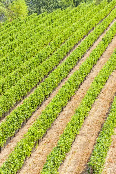 Szőlőültetvények a borvidéken Languedoc-Roussillon, Roussillon, F — Stock Fotó