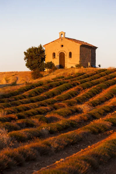 Kapell med lavendelfelt, Plateau de Valensole, Provence, Fran – stockfoto