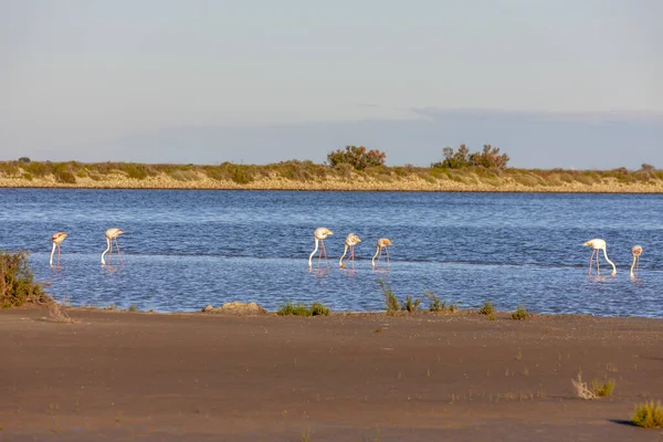 Parque nacional Camargue, Provence, França — Fotografia de Stock