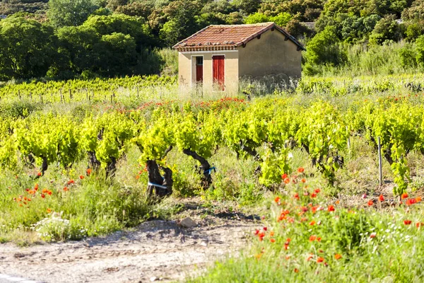 Winnice w pobliżu Chateauneuf-du-Pape, Francja — Zdjęcie stockowe