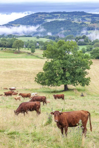 Krowy w centrum Burgundii, Francja — Zdjęcie stockowe