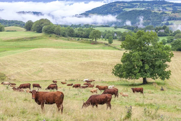 Vaca no centro da Borgonha, França — Fotografia de Stock