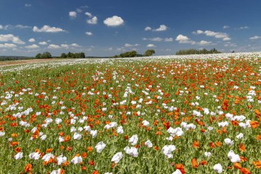 Haşhaş tarlası, Vysoocina Zdar nad Sazavou yakınlarında, Çek Cumhuriyeti