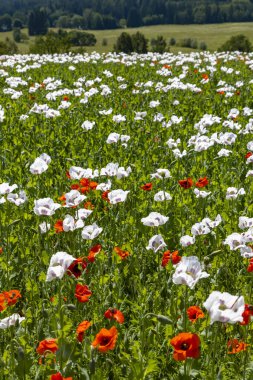 Haşhaş tarlası, Vysoocina Zdar nad Sazavou yakınlarında, Çek Cumhuriyeti