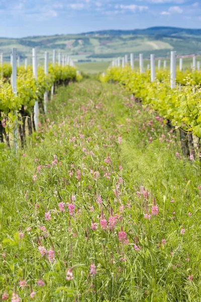 Espaciado floral en viñedo orgánico cerca de Velke Bilovice, Moravia , — Foto de Stock
