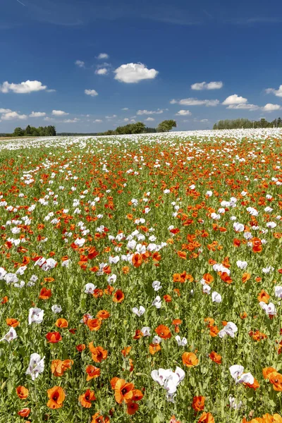 Poppy field, Vysoocina közel Zdar nad Sazavou, Csehország — Stock Fotó