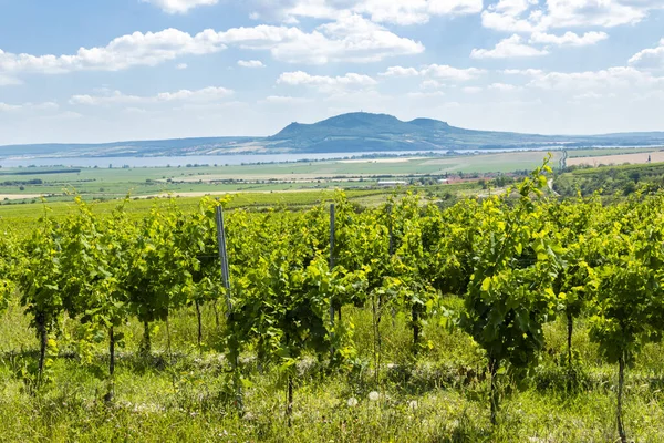 Palava with vineyards near Popice, South Moravia, Czech Republic — стоковое фото