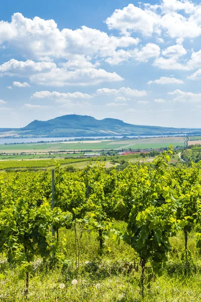 Palava mit Weinbergen in der Nähe von Popice, Südmähren, Tschechische Republik — Stockfoto