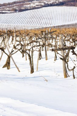Sarospatak yakınlarındaki Wineyards, Tokaj bölgesi Macaristan