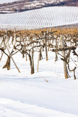 Wineyards near Sarospatak, Tokaj region Hungary clipart