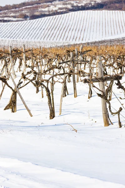 Vignobles près de Sarospatak, région de Tokaj Hongrie — Photo