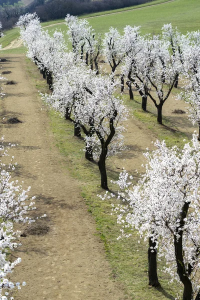 Almond tree orchard in Hustopece, South Moravia, Czech Republic — Stock Photo, Image