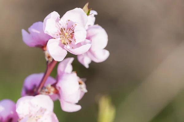 Деталь цвітіння персикового дерева — стокове фото