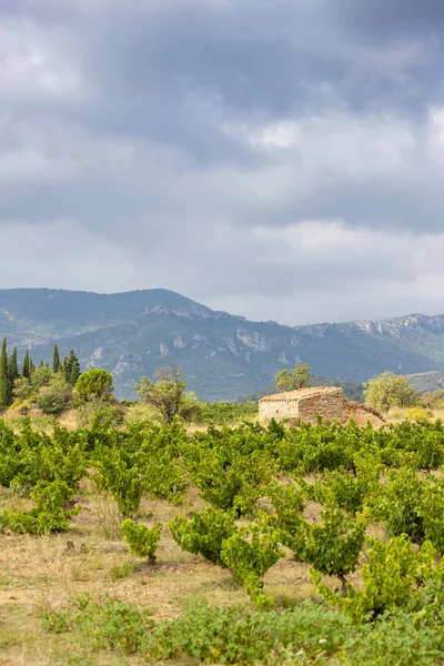 Vineyards in the wine region Languedoc-Roussillon, Roussillon, F — Stock Photo, Image