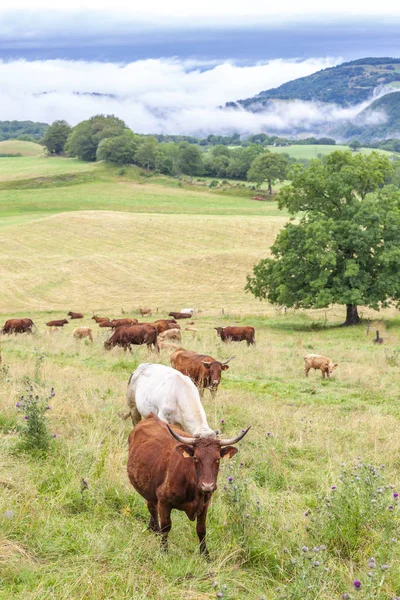 Vaca no centro da Borgonha, França — Fotografia de Stock