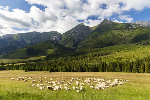 Gregge di pecore in Belianske tatras montagne, Slovacchia — Foto Stock