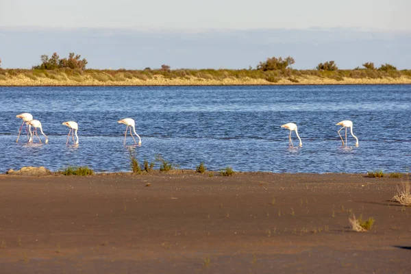 Nemzeti park Camargue, Provence, Franciaország — Stock Fotó