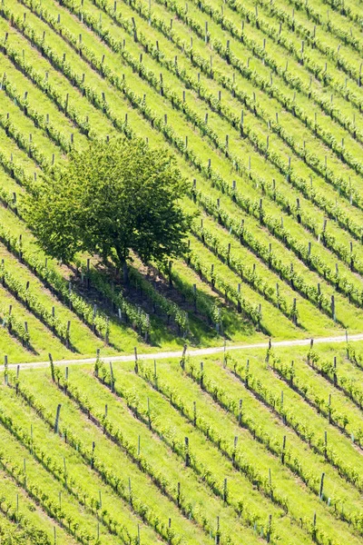 Wijngaard aan de Oostenrijkse Sloveense grens in Stiermarken — Stockfoto