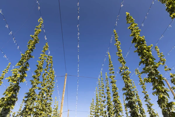 Hop field in Zatec region, Czech Republic — Stock Photo, Image