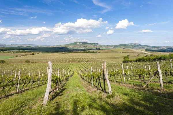 Vineyards, Palava, Moravia region, Czech Republic — Stock Photo, Image