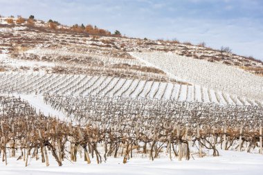 Sarospatak yakınlarındaki Wineyards, Tokaj bölgesi Macaristan