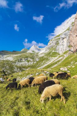 herd of sheep near Mangart, Triglav national park, Slovenia clipart