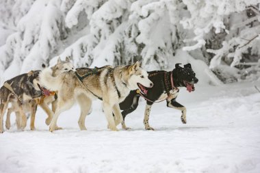 Sedivacek 'in uzun, Çek Cumhuriyeti kızak yarışı