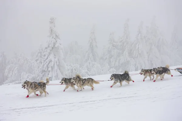 Slädhundar, Sedivacek 's long, Tjeckien — Stockfoto