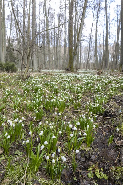 Início da primavera floresta com floco de neve primavera, Vysocina, República Checa — Fotografia de Stock