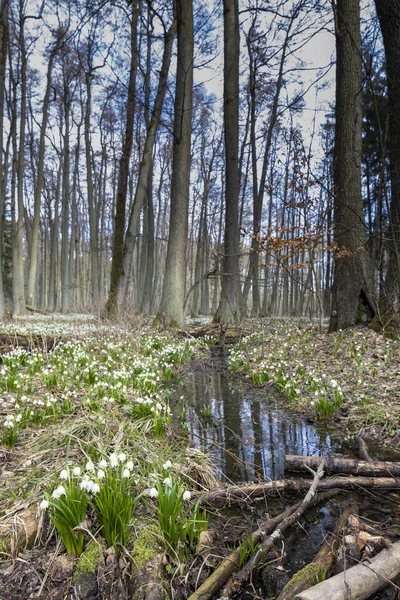 Časný jarní les s jarní sněhovou vločkou, Vysočina, Česká republika — Stock fotografie