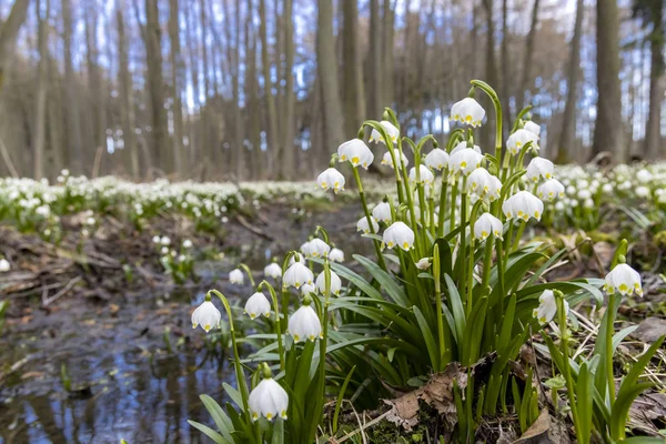 Foresta di primavera con fiocco di neve primaverile, Vysocina, Repubblica Ceca — Foto Stock