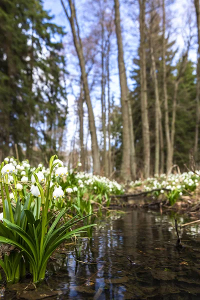 Early spring forest with spring snowflake, Vysocina, Czech Repub — Stock Photo, Image