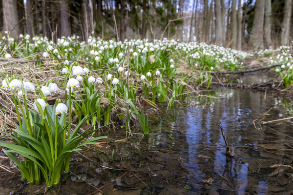 ранняя весна леса с весенней снежинкой, Высочина, Чешский Репуб
