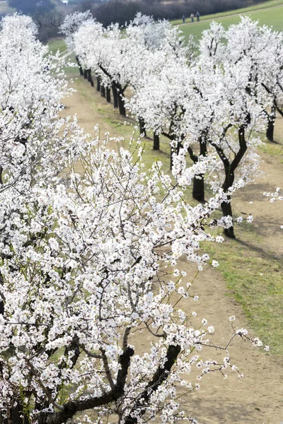 Mandelbaumgarten in Hustopece, Südmähren, Tschechische Republik — Stockfoto